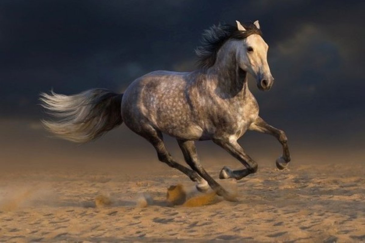 andalúzsky kôň