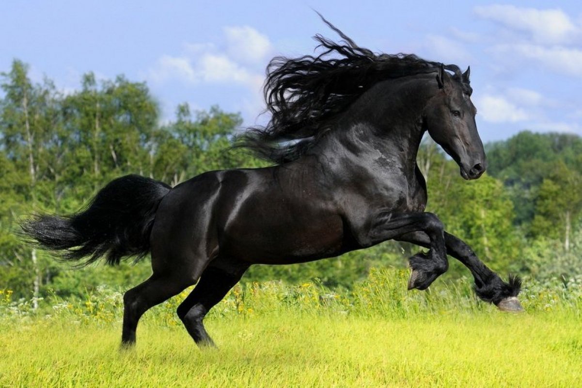 frízsky kôň