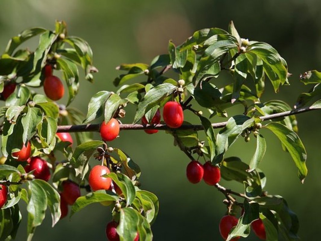 drienka jedlá - netradičné ovocné stromy
