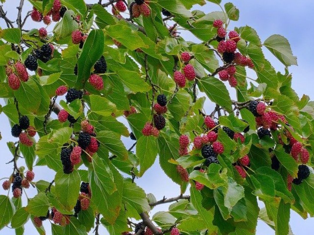 menej známy ovocný strom - moruša