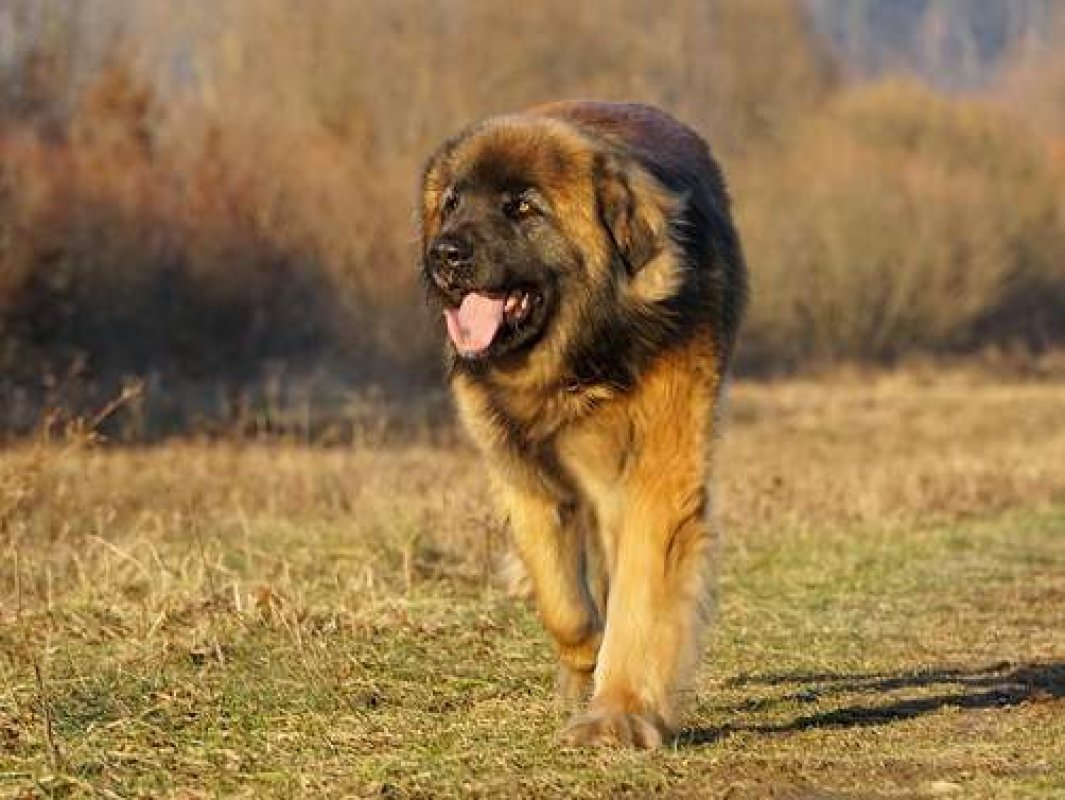 obrovské psy - plemeno leonberger