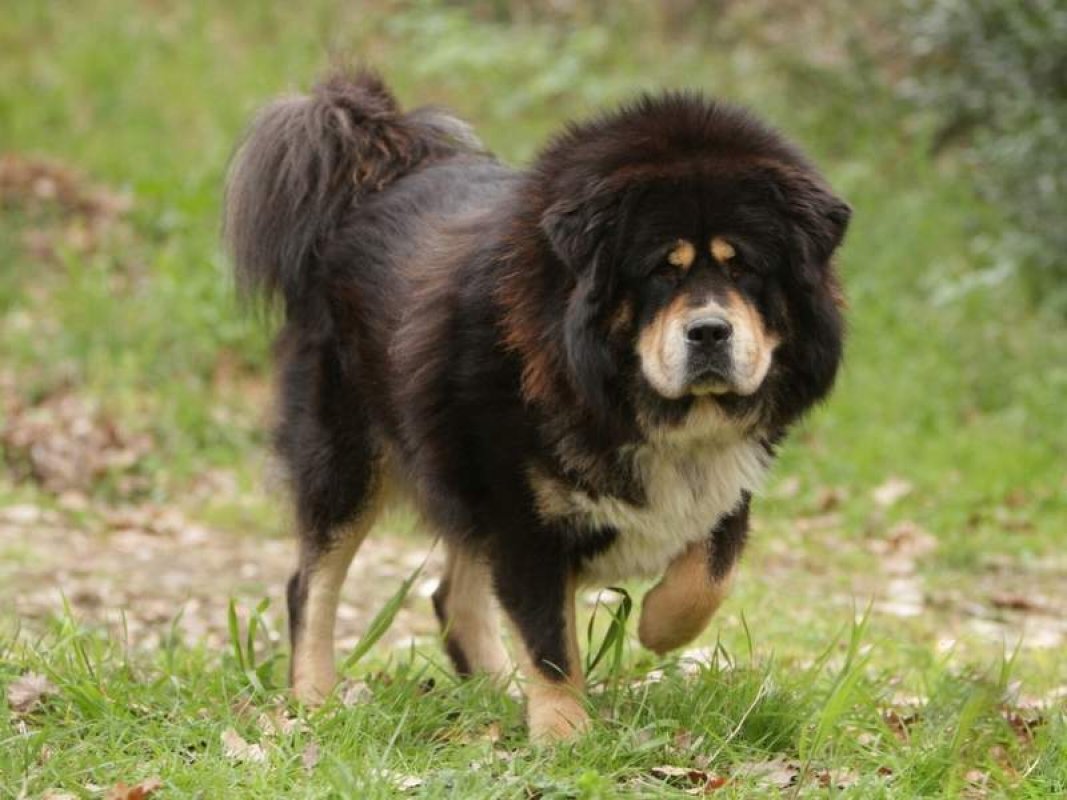 tibetský mastif - veľký pes