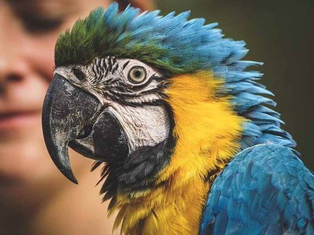 domáce zvieratká - papagáje