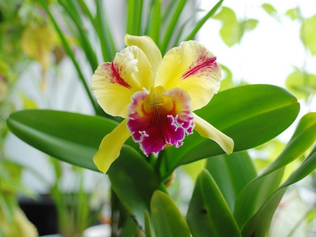 orchidea starostlivosť