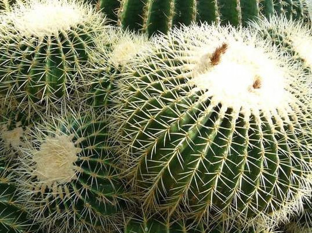 kaktusy druhy
