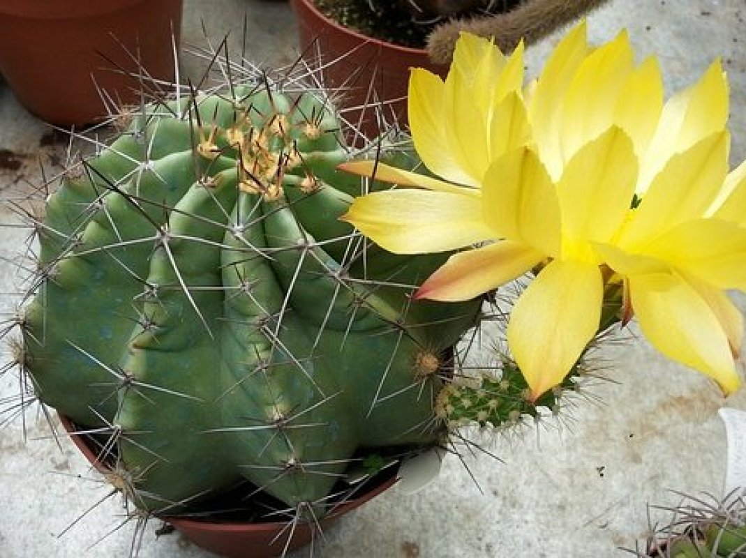 kvitnutie kaktus