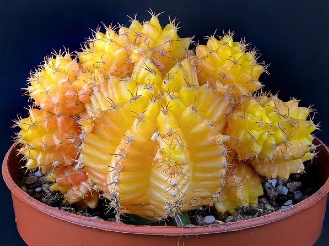 farebné kaktusy