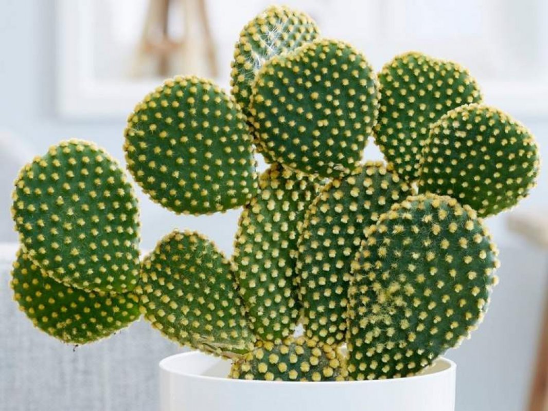 kaktusy predaj