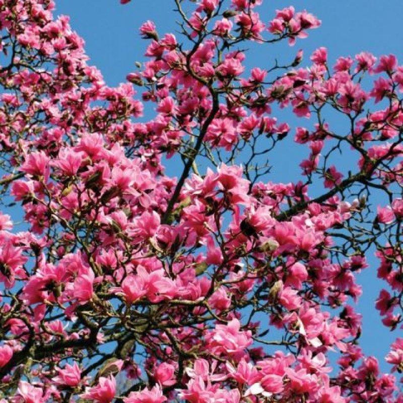 magnolia hybrid ann