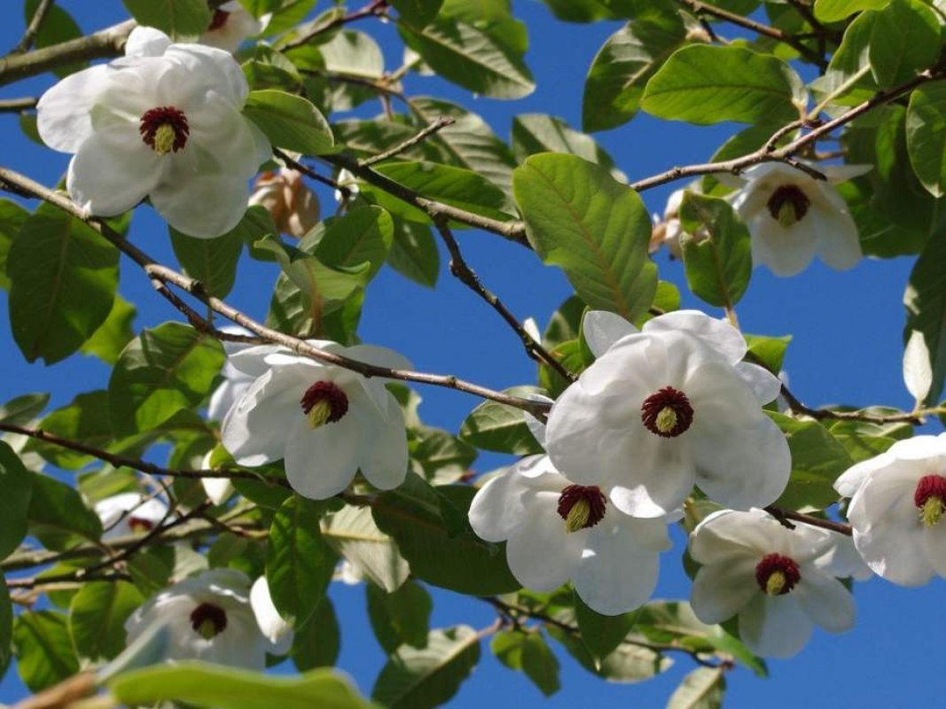 magnolia sieboldii
