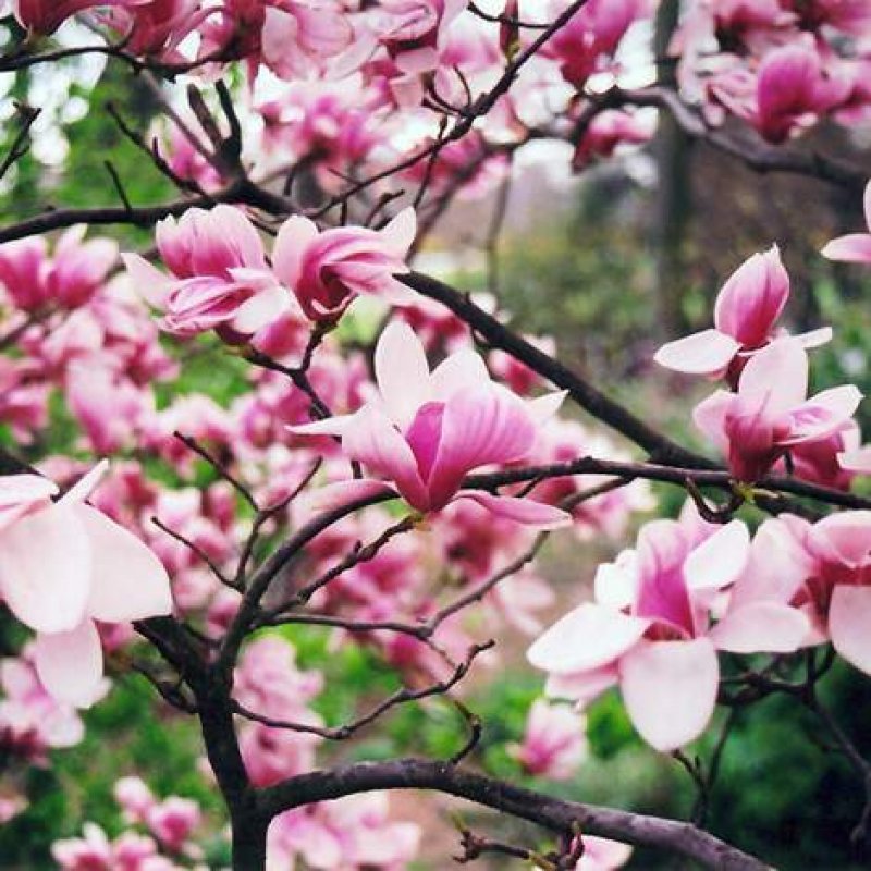 magnolia vysoká