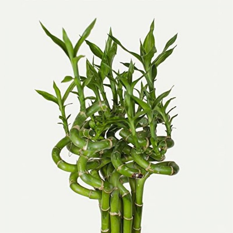 dekoratívna rastlina bamus šťastia