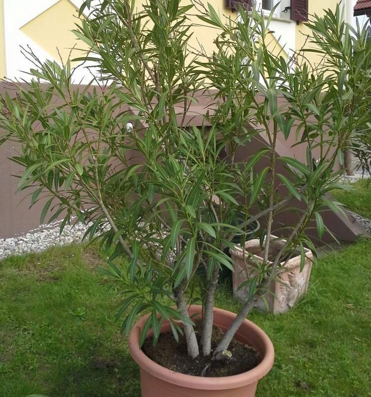 oleander zima