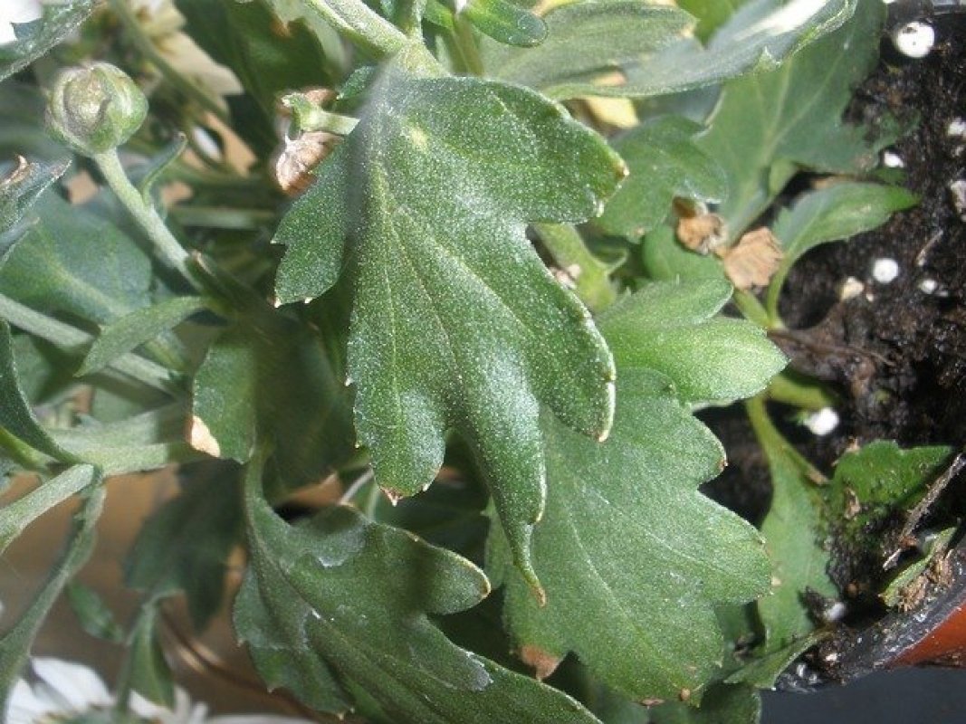 chryzantéma pestovanie