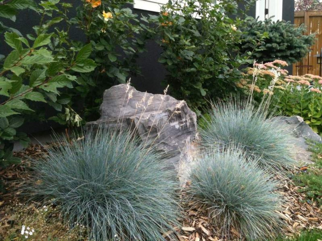 okrasná tráva v záhradke pred domom