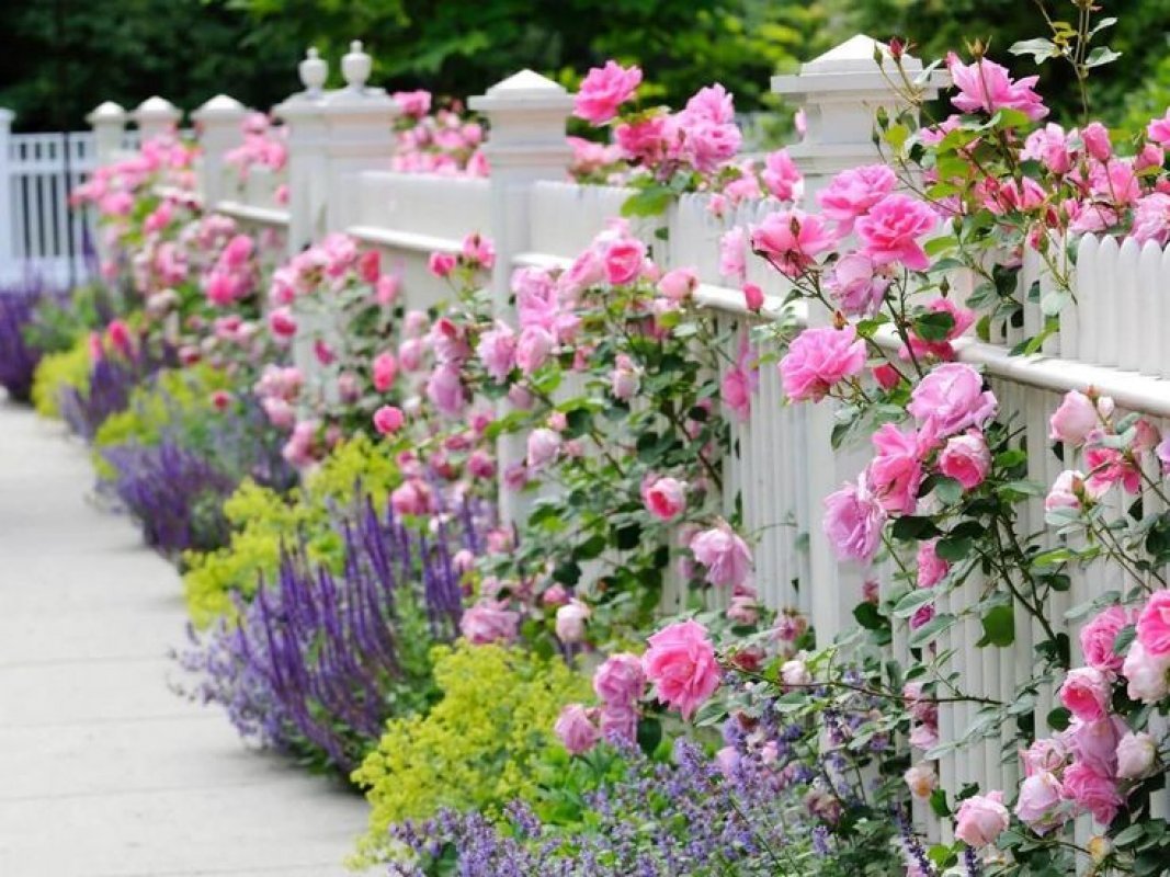 ruže - okrasné záhrady pred domom 