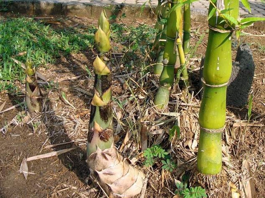 pestovanie bambusových výhonkov