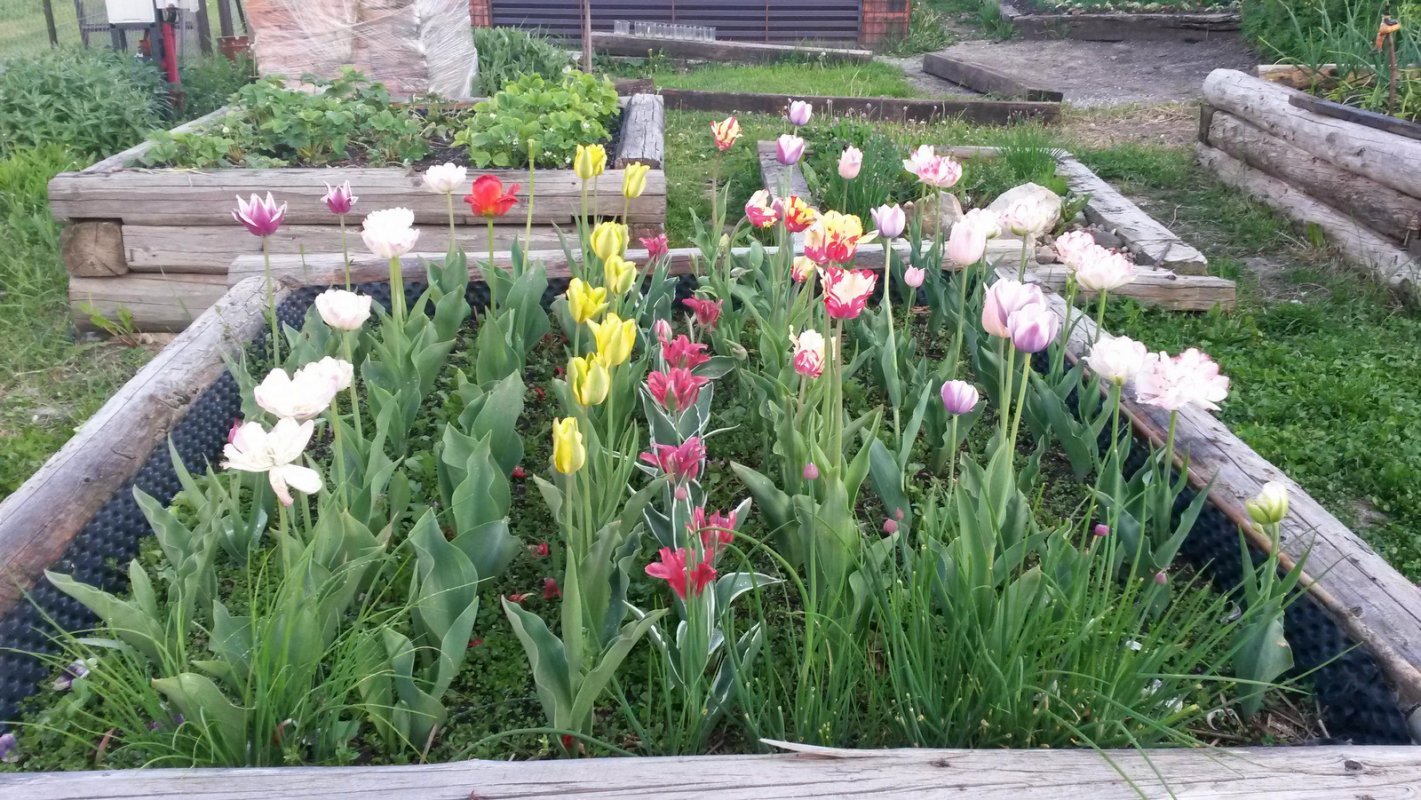 tulipány vo vyvýšenom záhone