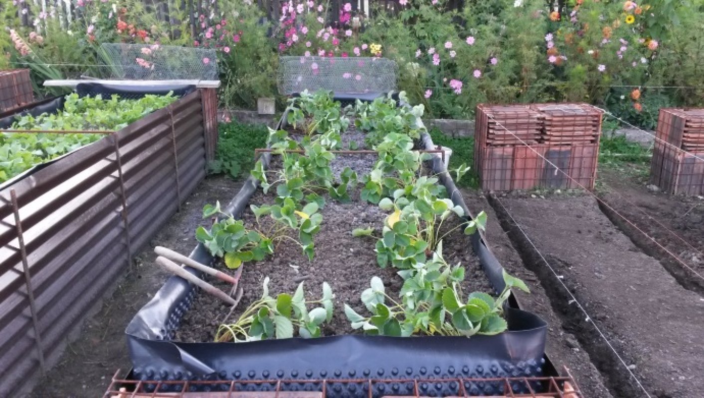 ako kombinovat zeleninu v zahrade