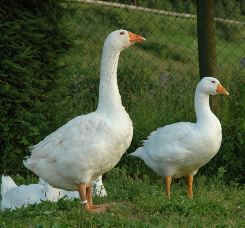 slovenská biela hus a jej chov